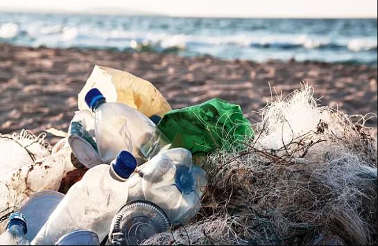Fungi capable of eating plastic have been found in the ocean